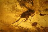 Two Fossil Flies (Diptera) In Baltic Amber #139083-1